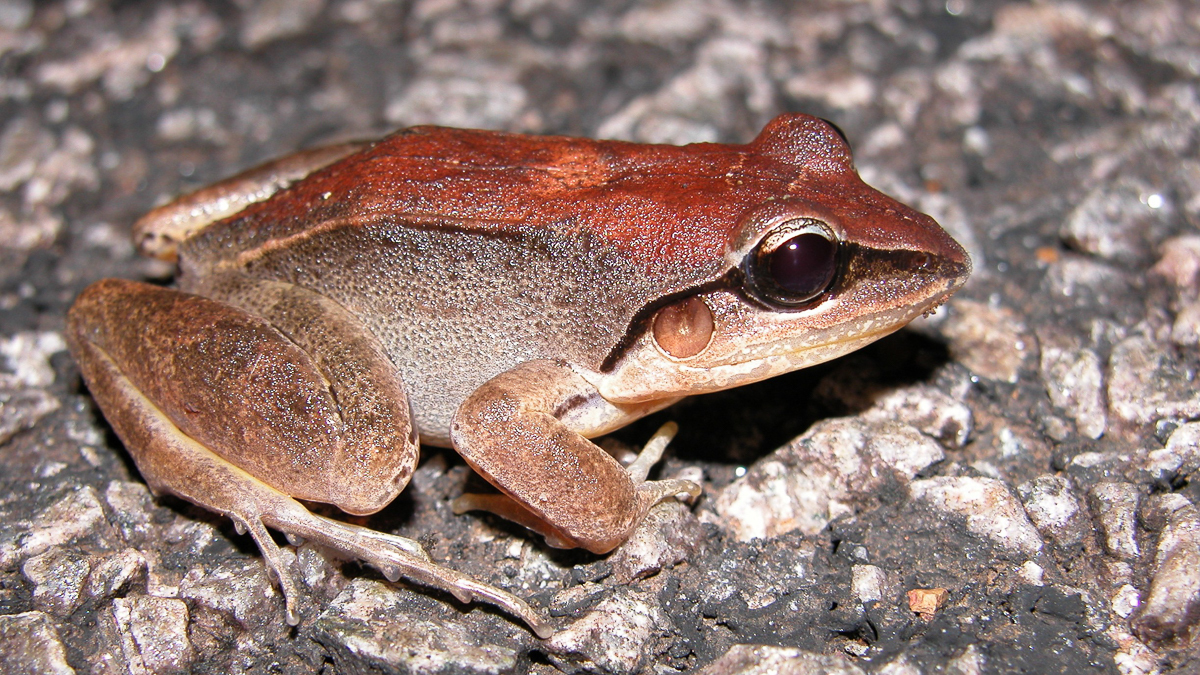 Leptodactyle à moustache