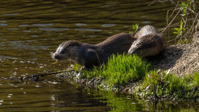 Loutre Deurope Gallery Vkc4 Sp