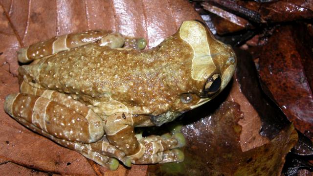 Trachycéphale Kunawalu