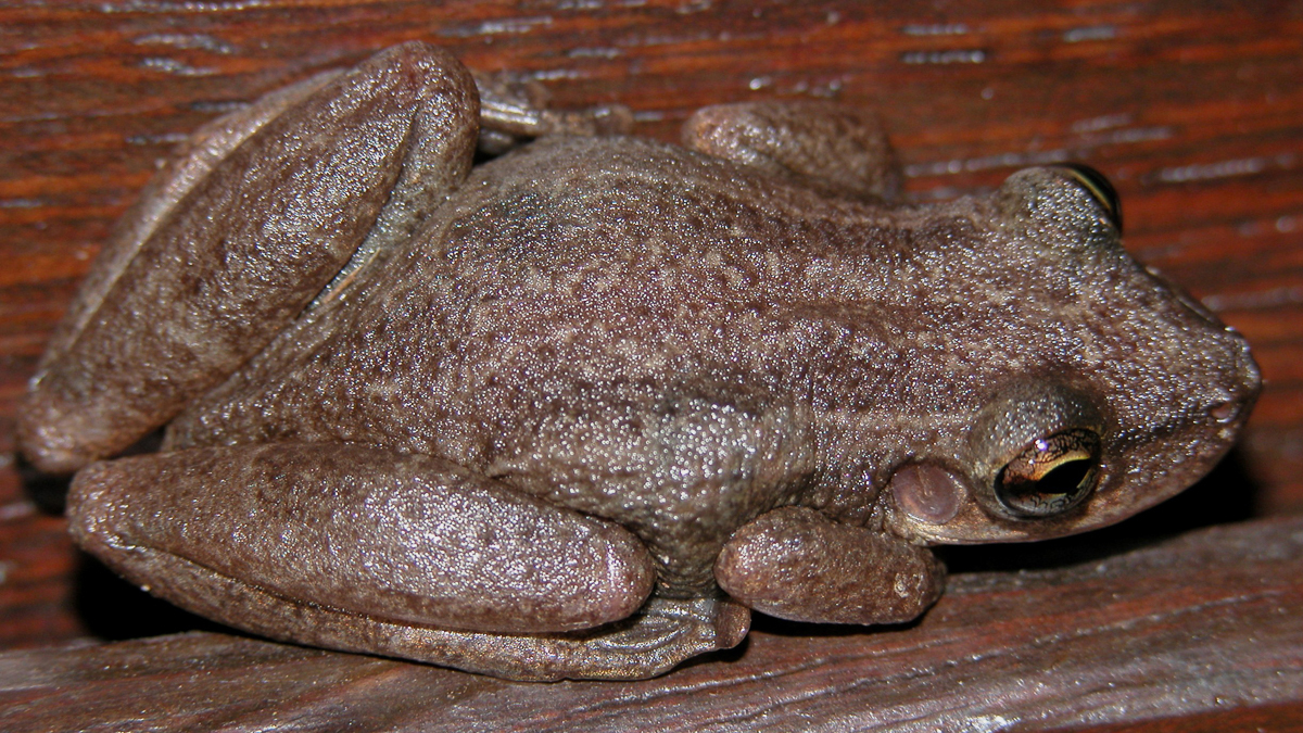 Scinax des maisons