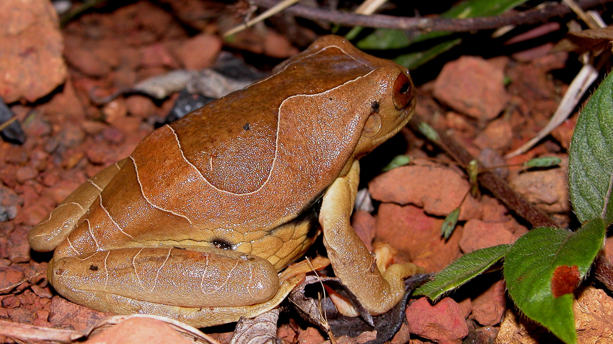 Trachycéphale coriace