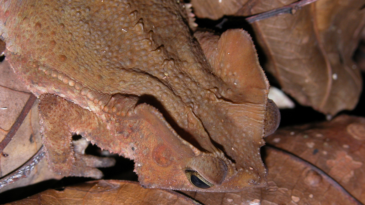 Crapaud perlé