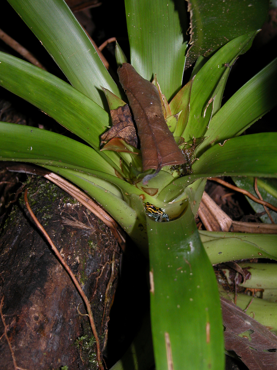 Dendrobate variable