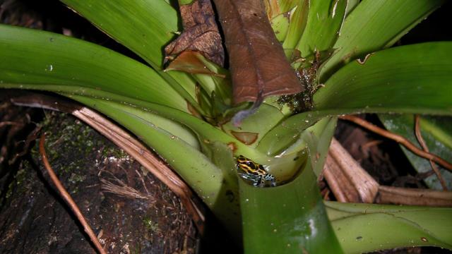 Dendrobate variable