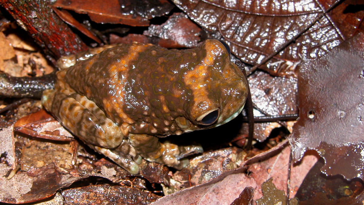 Trachycéphale métronome