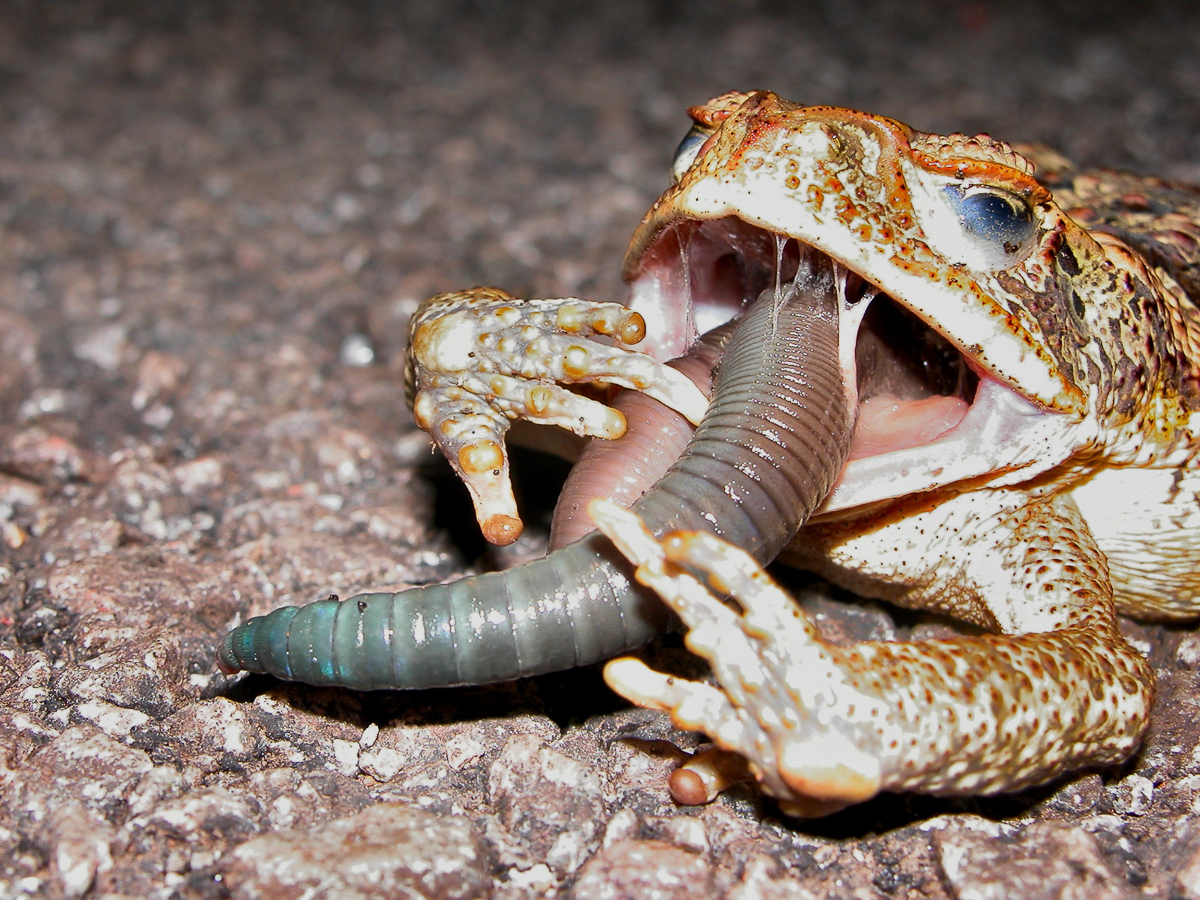 Crapaud buffle