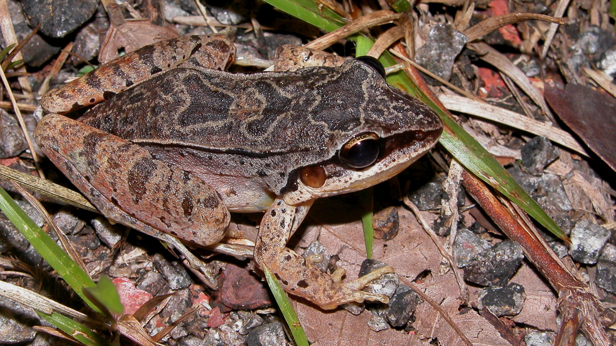 Leptodactyle à moustache