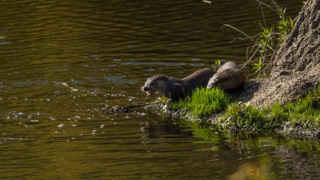 Loutre Deurope Gallery V Cv Xtx