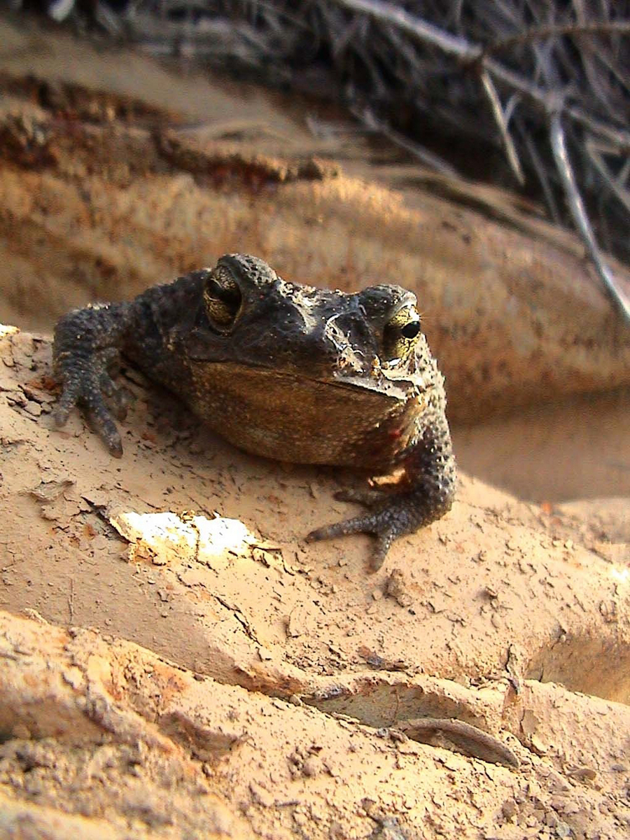 Crapaud granuleux