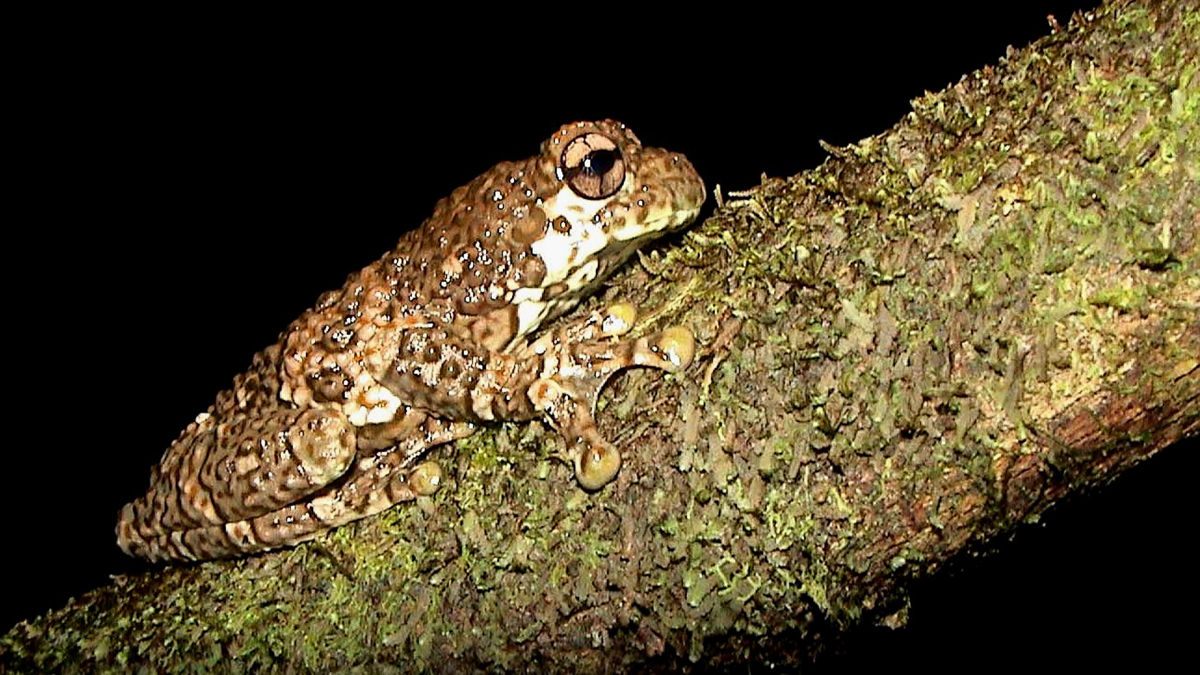 Trachycéphale métronome