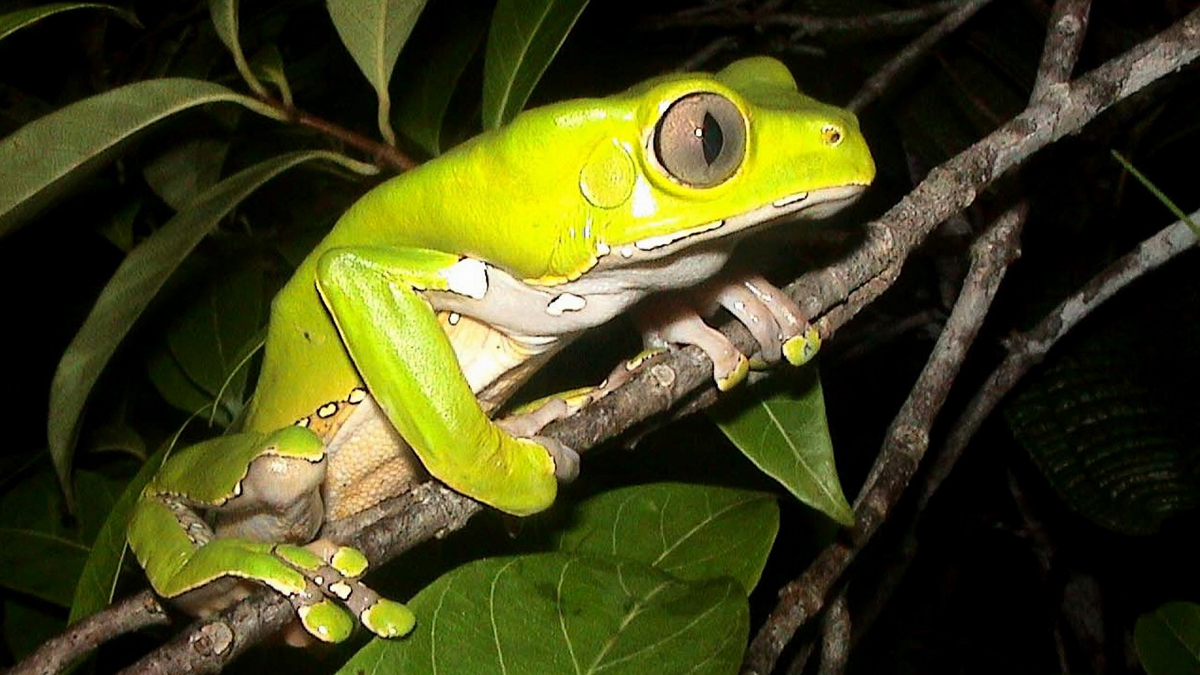 Phylloméduse bicolore