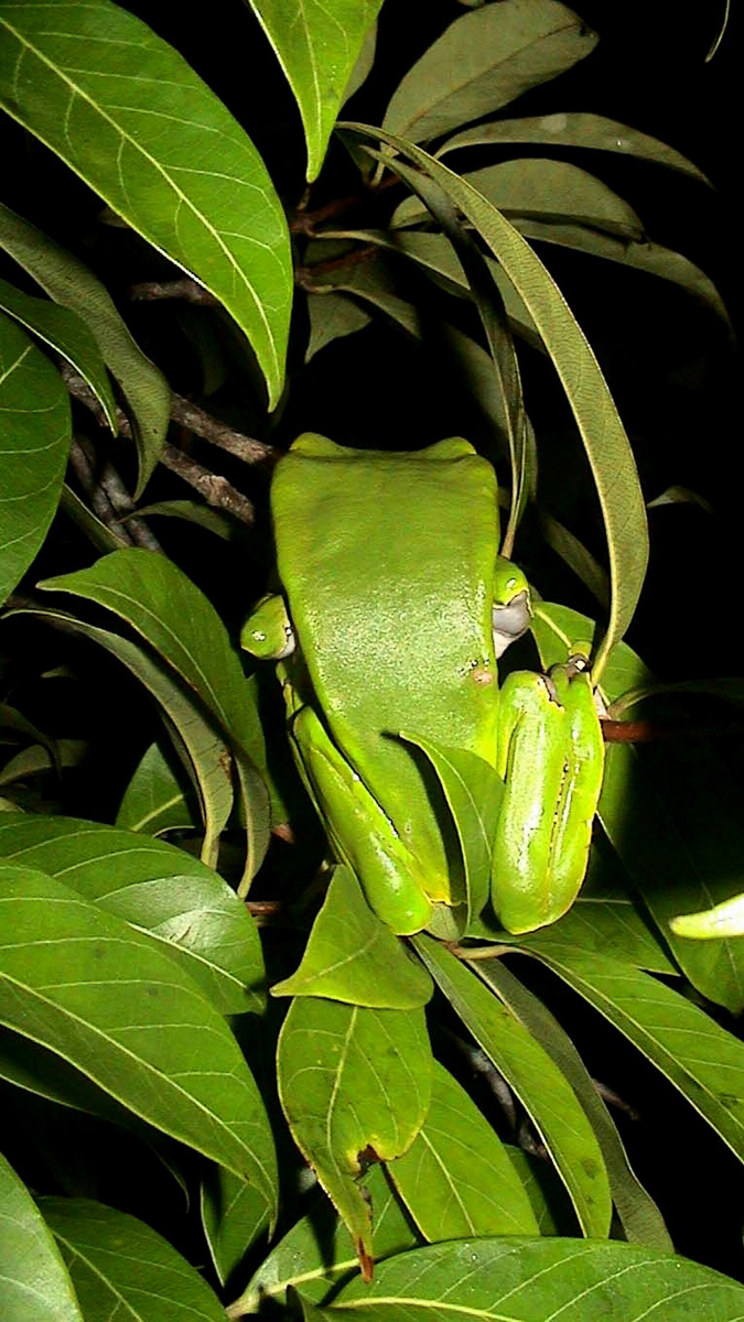 Phylloméduse bicolore