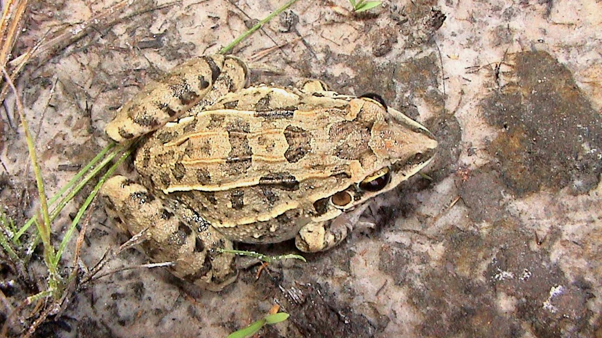 Leptodactyle galonné