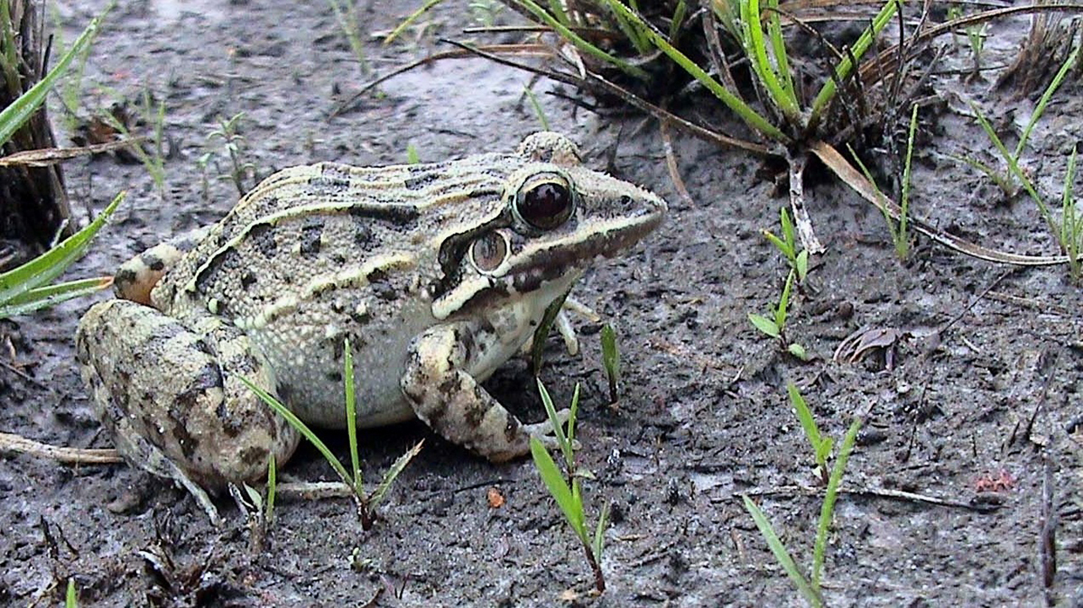 Leptodactyle galonné