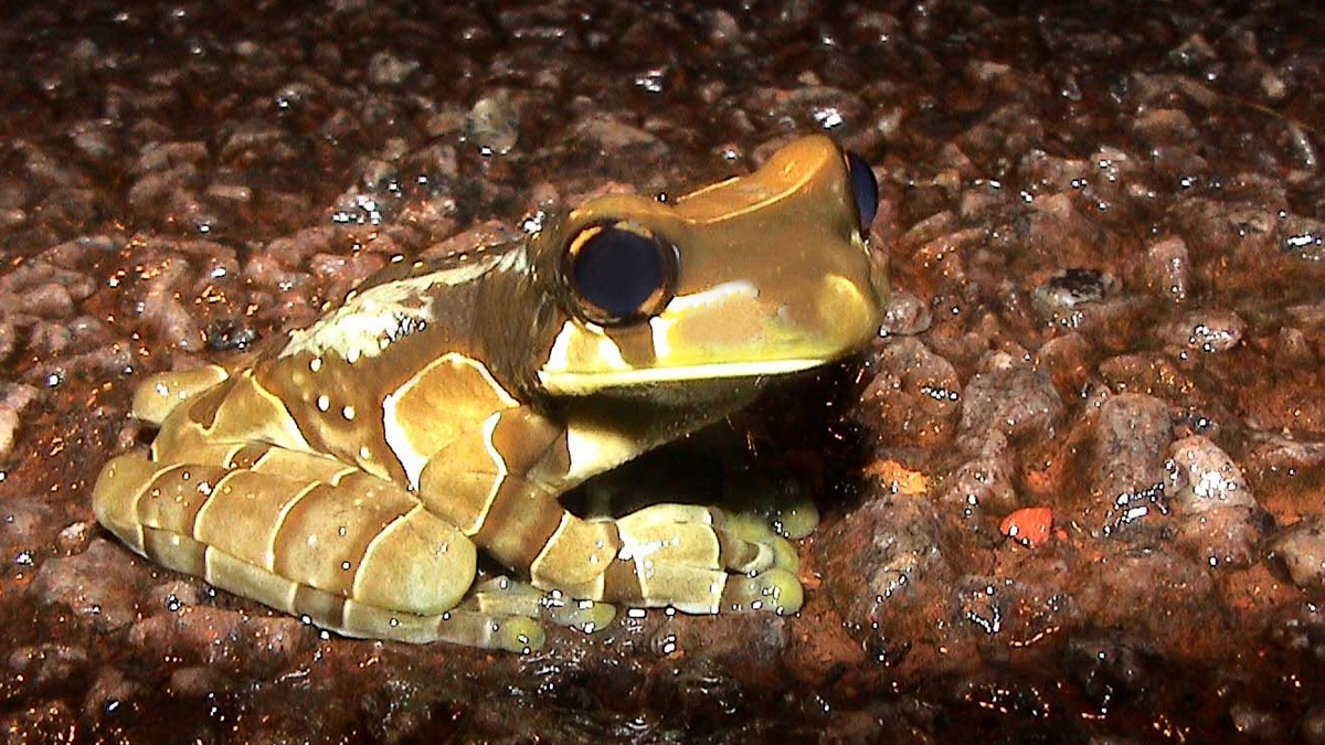 Trachycéphale Kunawalu