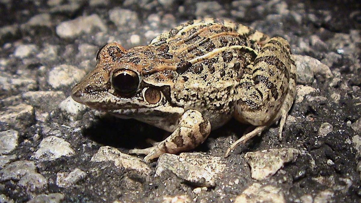 Leptodactyle galonné