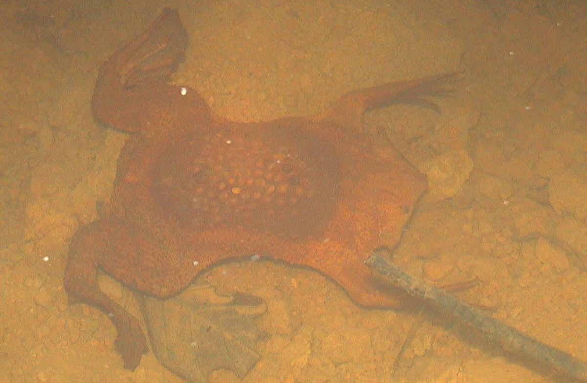 Pipa américaine