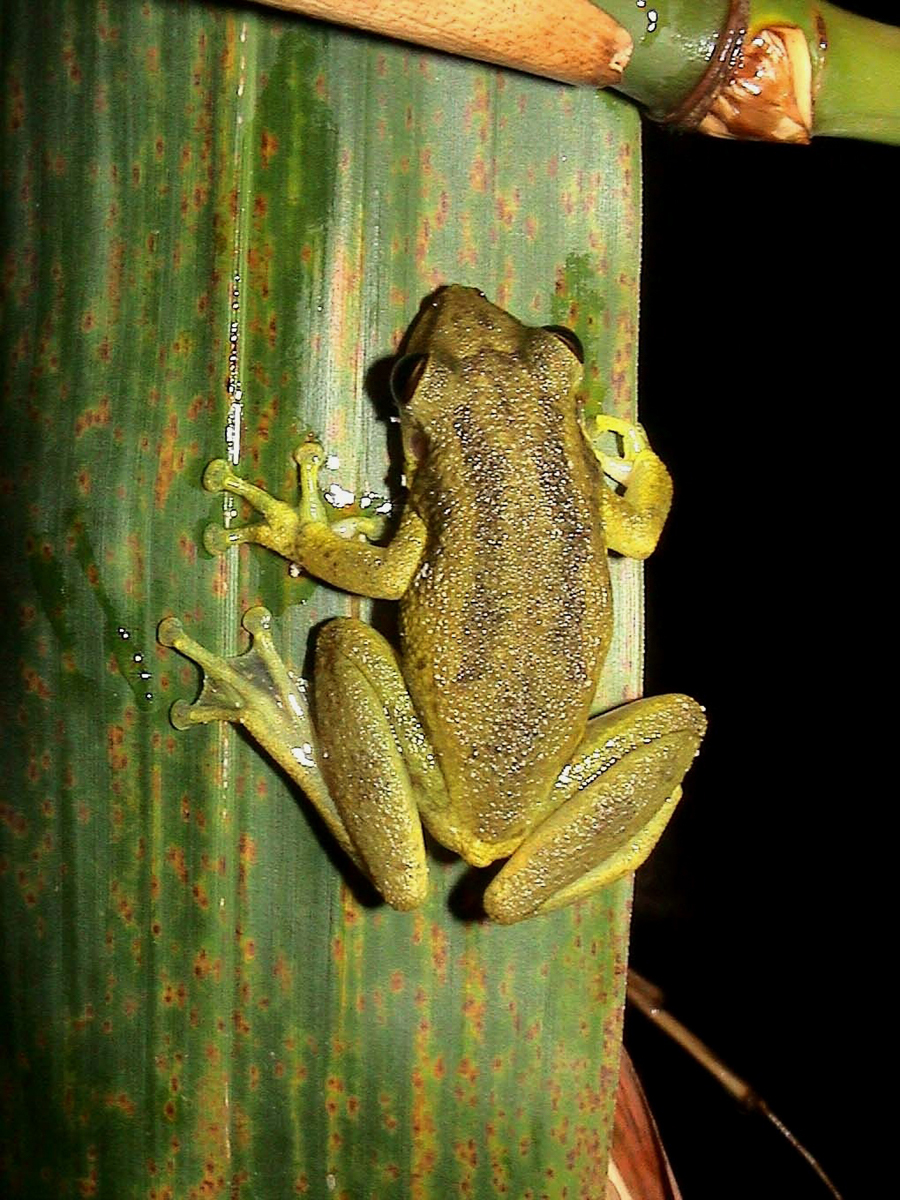 Scinax des maisons