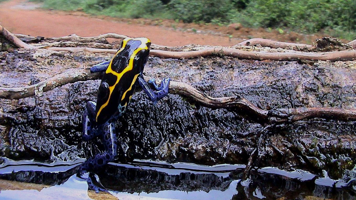 Dendrobate à tapirer