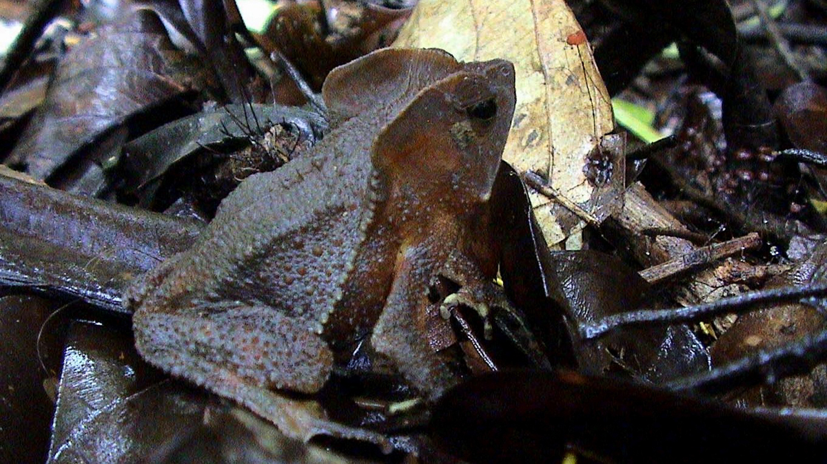 Crapaud perlé