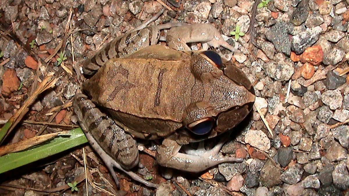 Leptodactyle géant