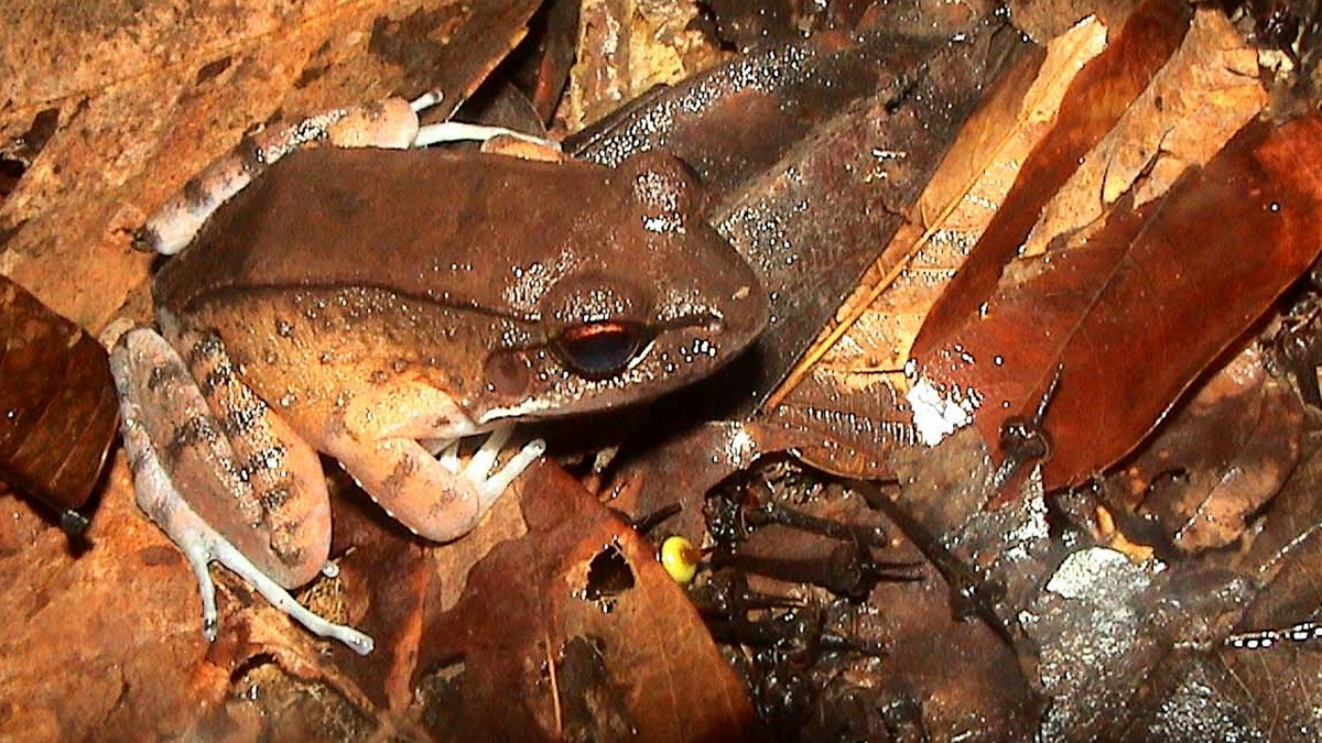 Leptodactyle étroit