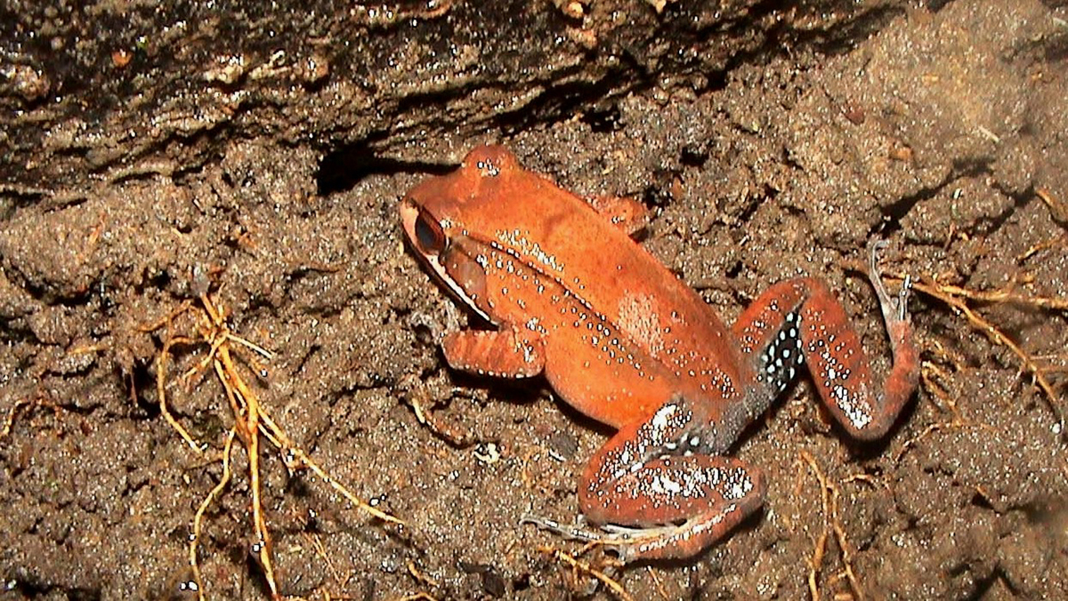 Leptodactyle rougeâtre