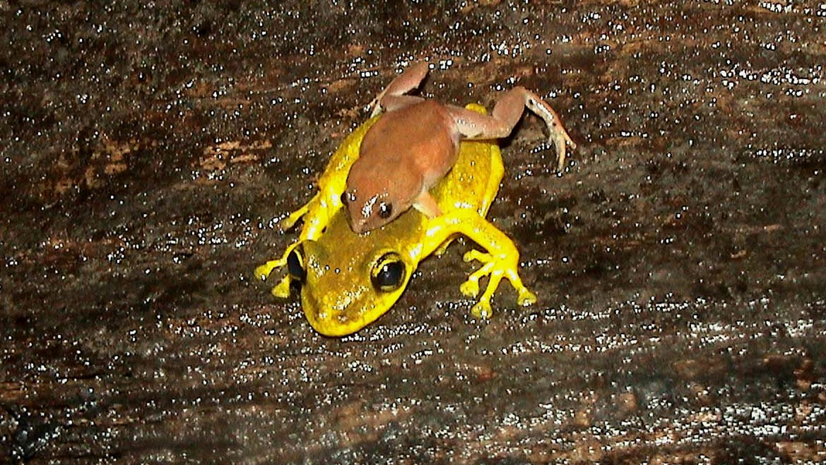 Chiasmocle de Shudikar