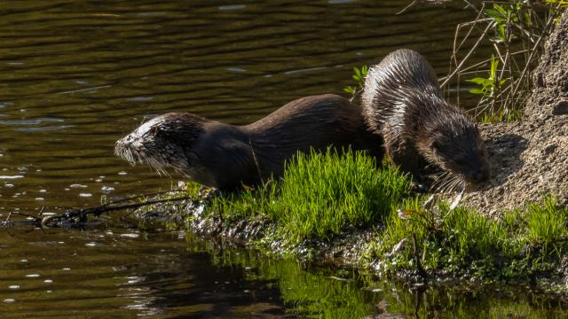 Loutre Deurope Gallery Fwg K8 Y