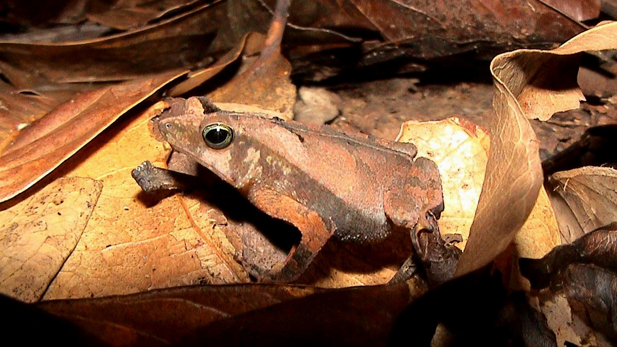 Crapaud feuille