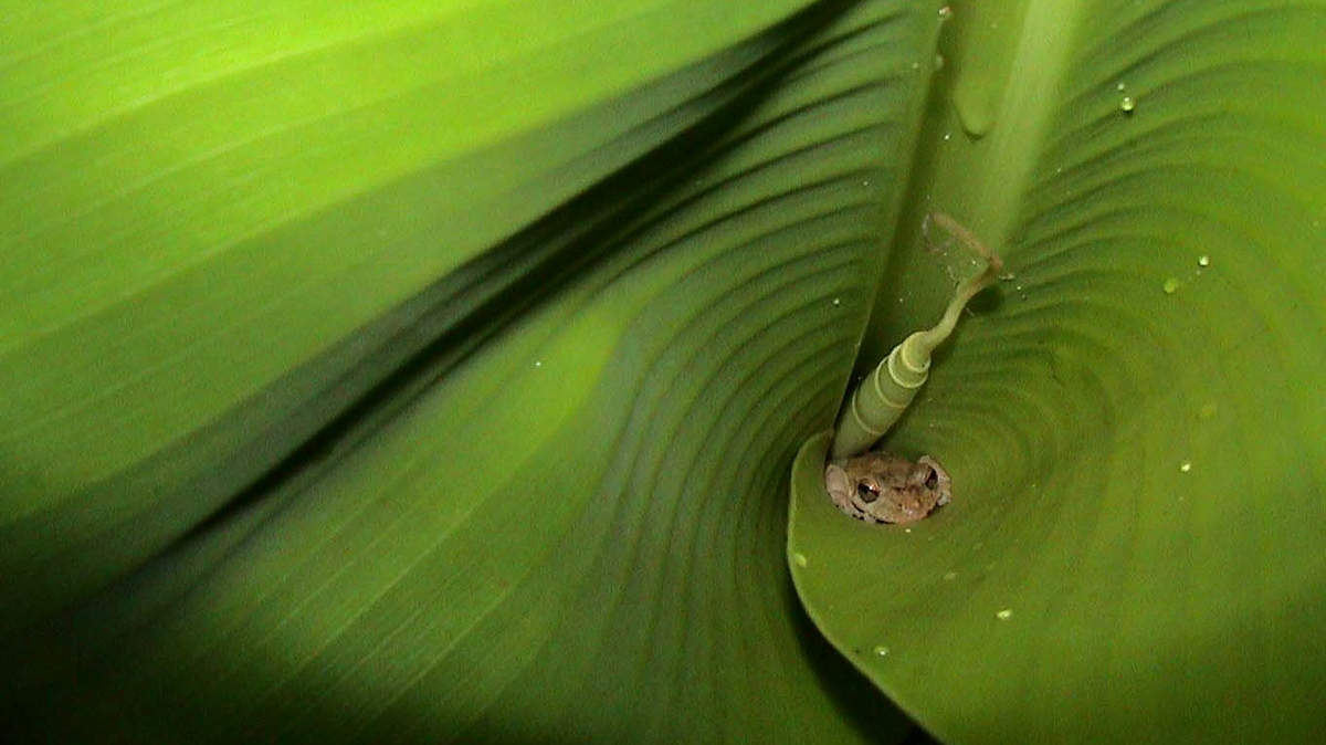 Scinax des maisons