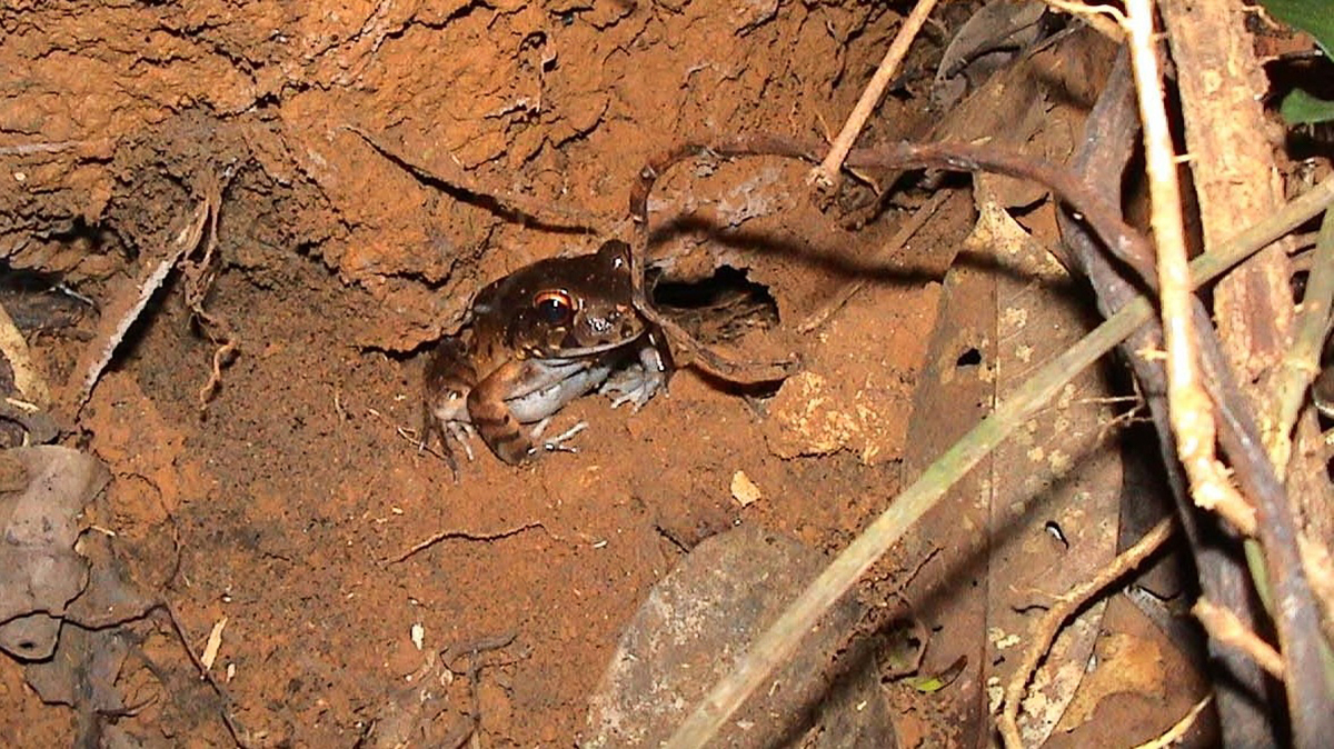 Leptodactyle étroit