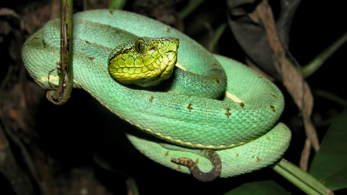 Bothrops à deux raies