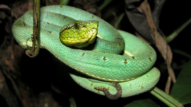 Bothrops à deux raies