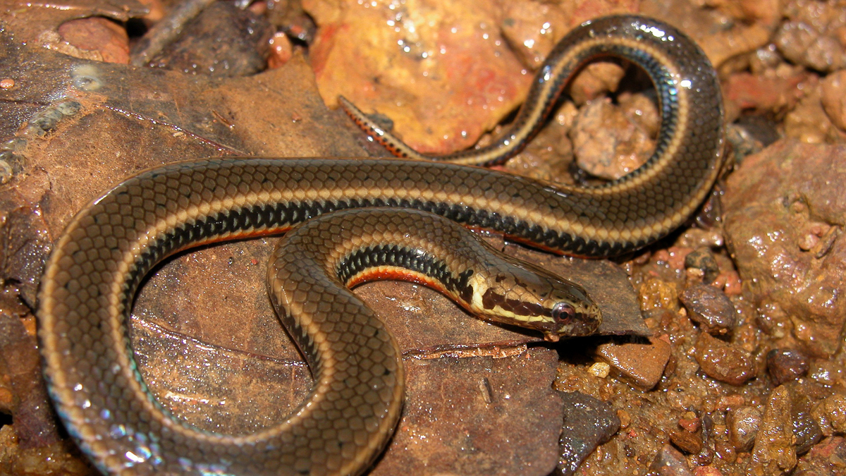 Pseudoéryx écailleux