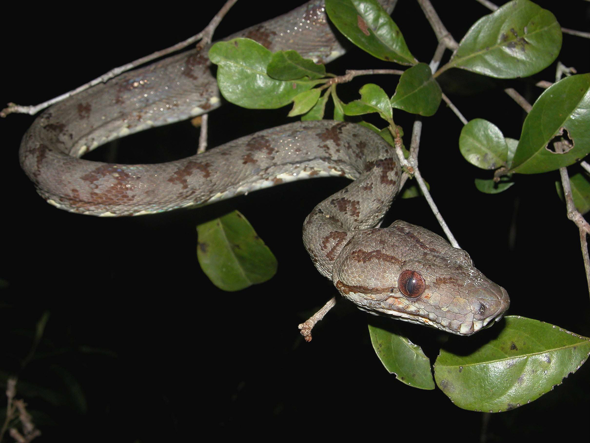 Boa d'Amazonie