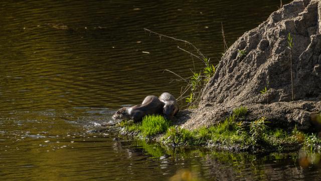 Loutre Deurope Gallery C W Uvvk