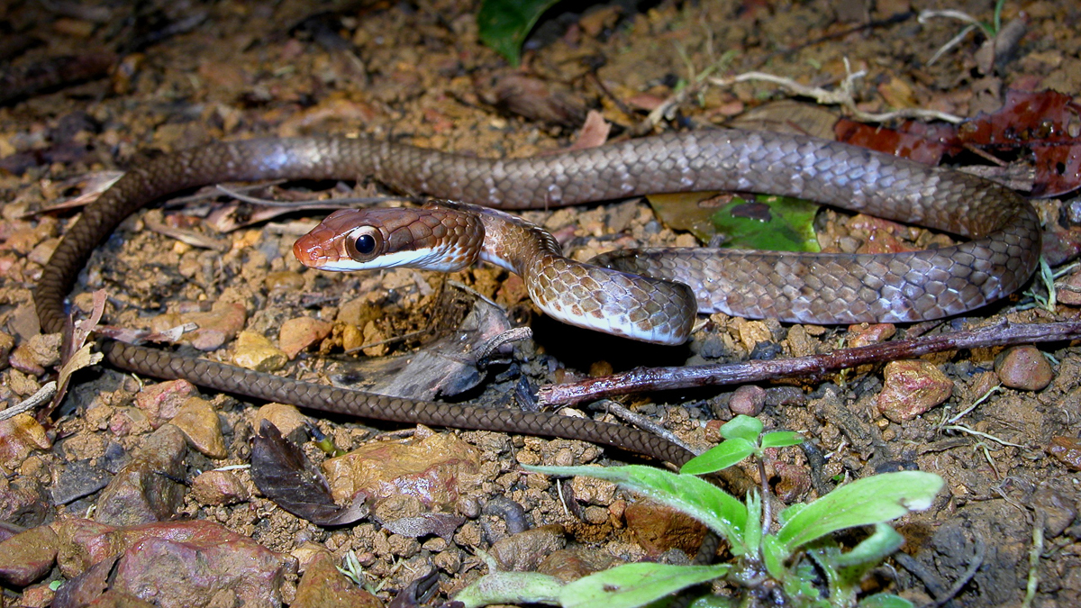 Chasseur masqué