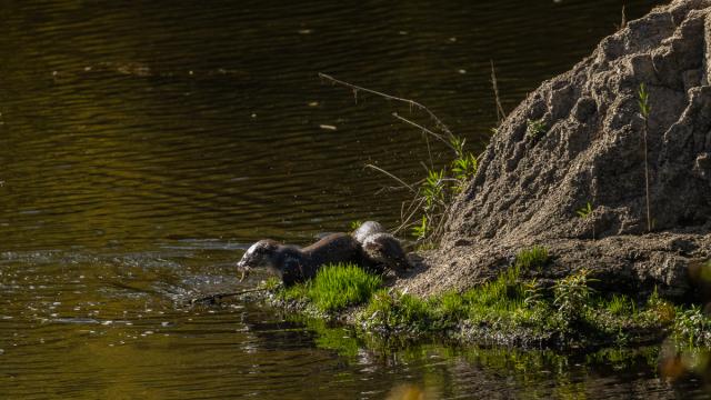Loutre Deurope Gallery P0Olc A