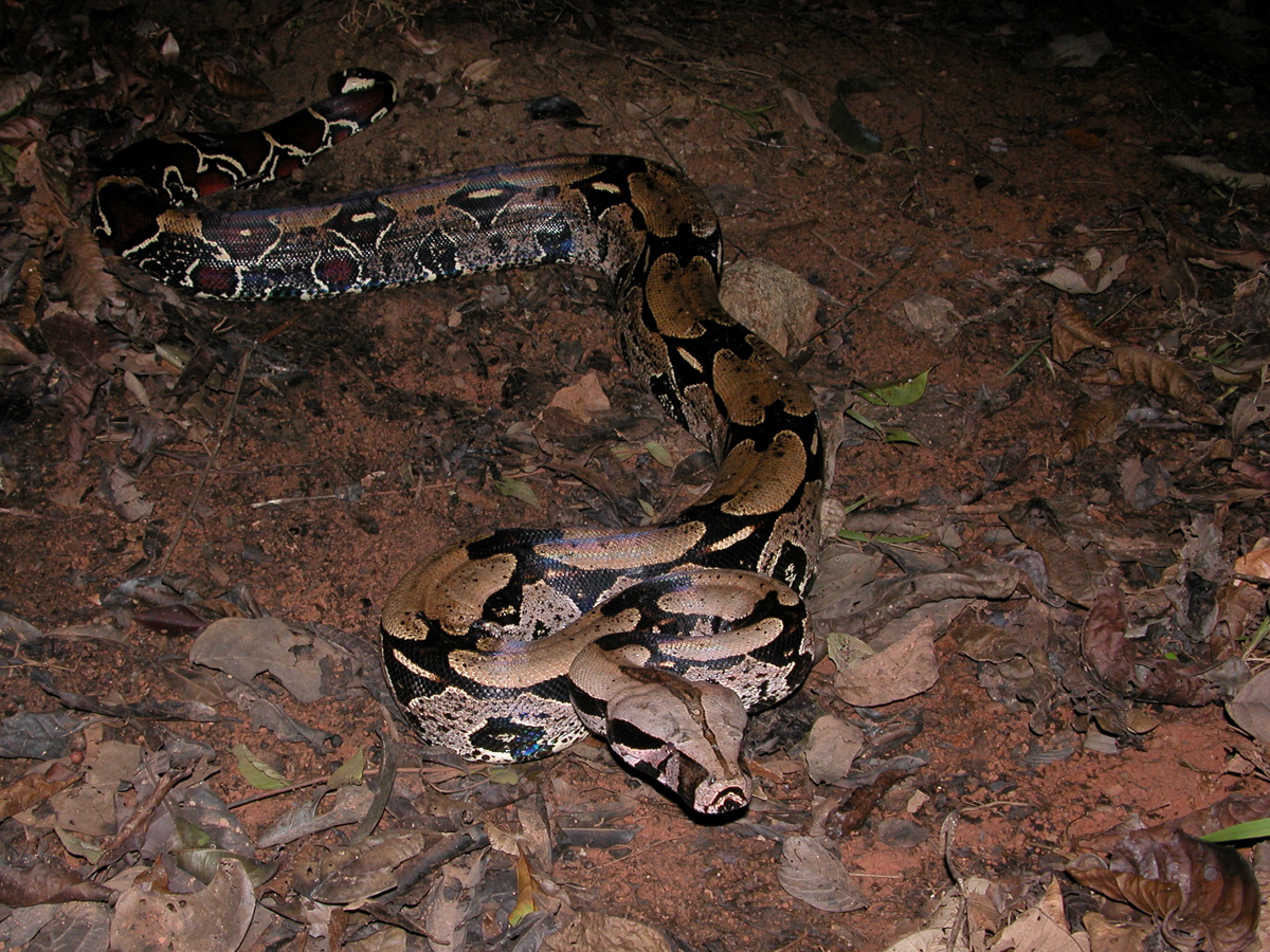 Boa constricteur