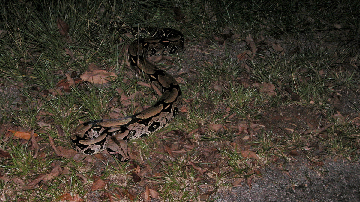 Boa constricteur