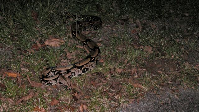 Boa constricteur