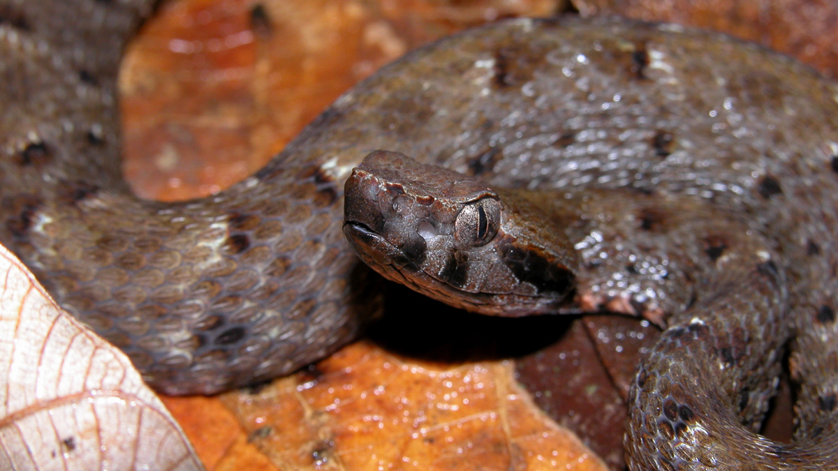 Fer-de-lance commun