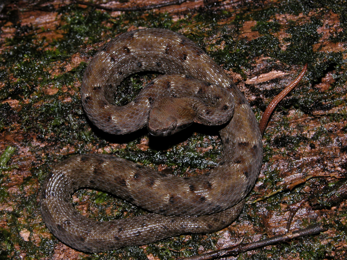 Fer-de-lance commun