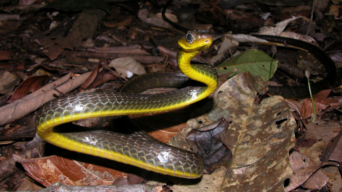 Chironius