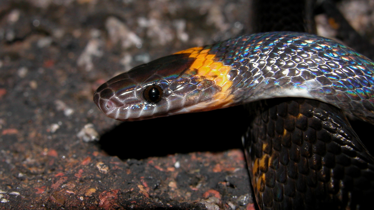 Oxyrhopus vanidicus