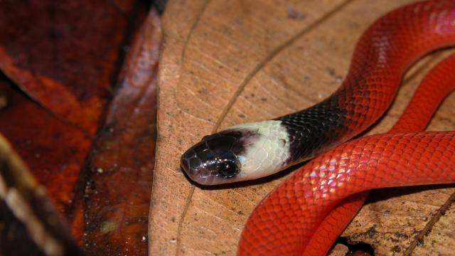 Pseudoboa écarlate