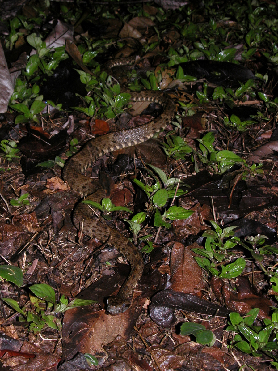 Fer-de-lance commun