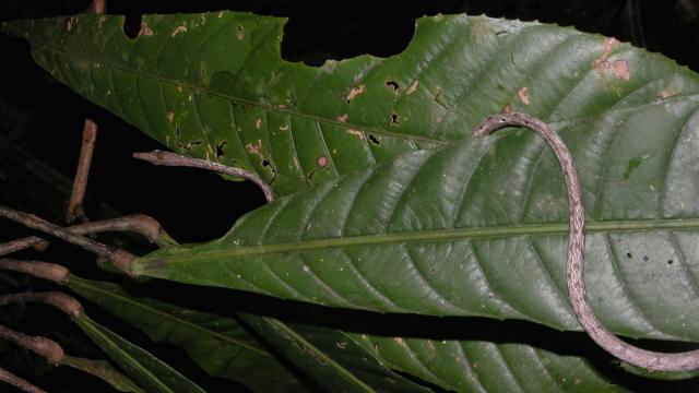 Oxybelis aeneus