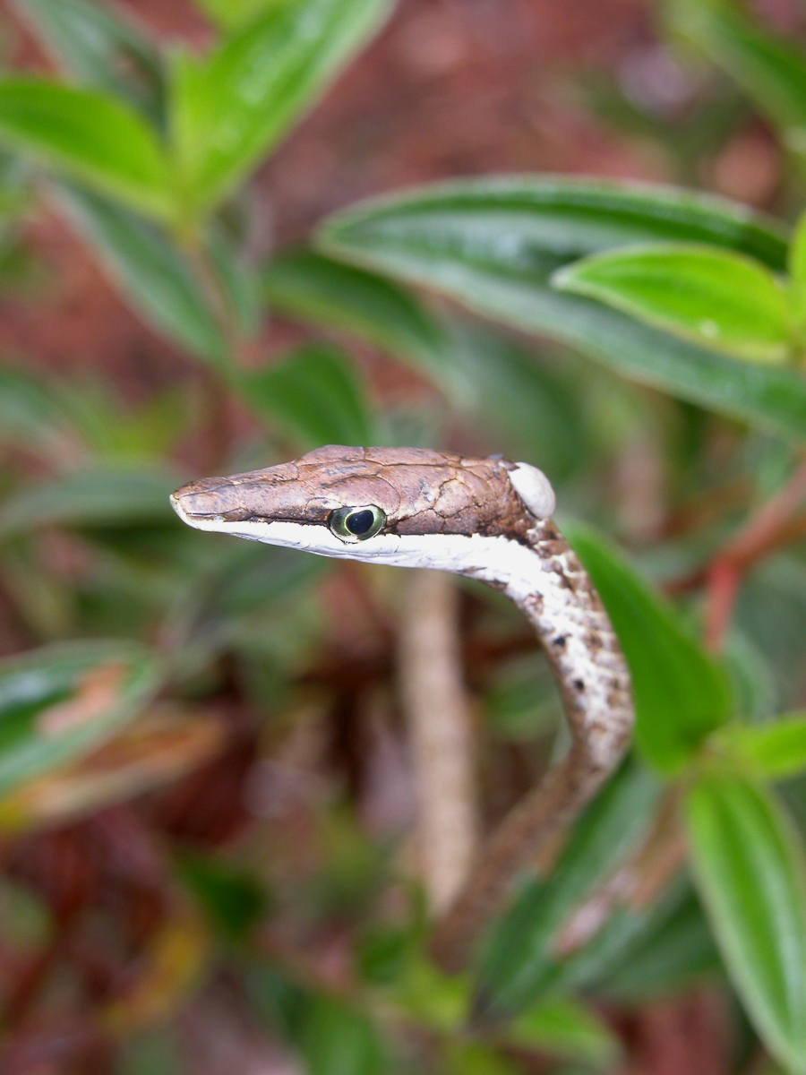 Oxybelis aeneus